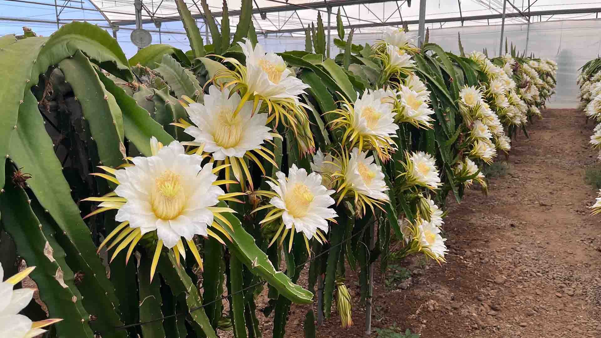 Cactus con flores blancas y verdes.