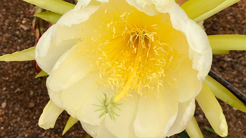 Pitaya en flor.