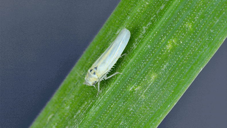 Chicharrita del maíz (Zyginidia scutellaris) plaga del cultivo de maíz. Insecto en cereales de invierno.