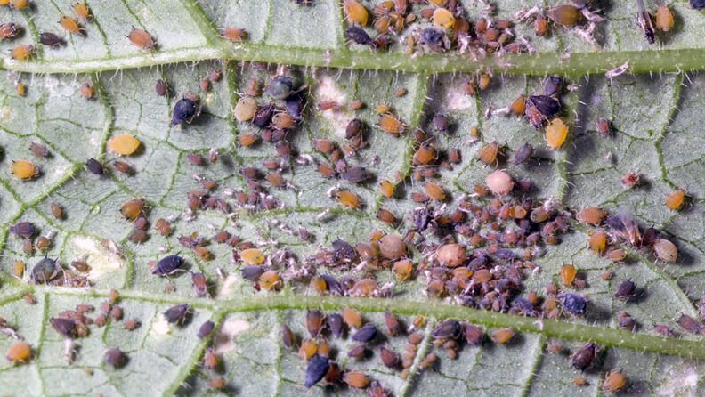 Pulgón Aphis gosypii en el envés de una hoja de pepino.