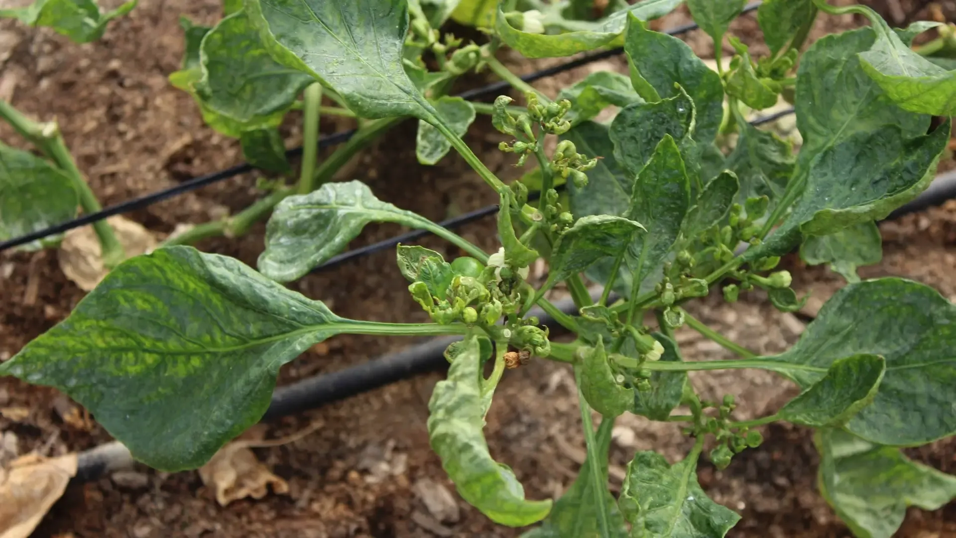 Imagen 1. Vista de una planta con daños ocasionados por T.parvispinus. Foto: Gregorio Monsalvo