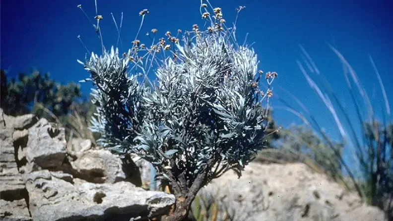 Planta de guayule. Fuente: Wikipedia.