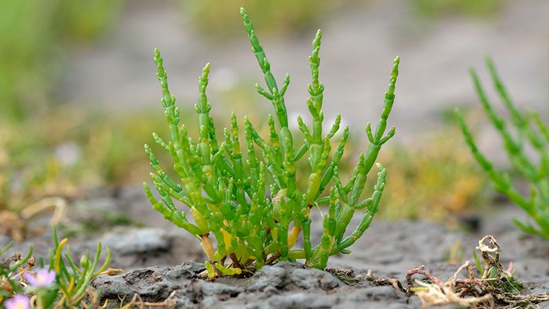 La imagen muestra una planta de Sarcocornia, tipo suculenta, creciendo en suelo árido.