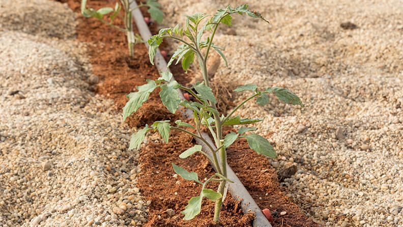 Plántulas de tomate en fibra de coco en suelo protegido con arena, enarenado