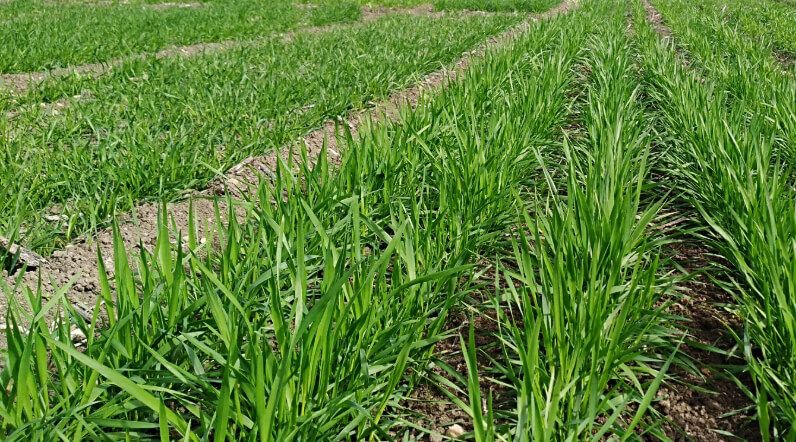 Plantación de cereal. Fuente: CSIC.