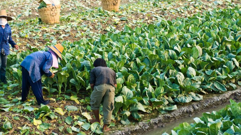 Plantación de col en China.