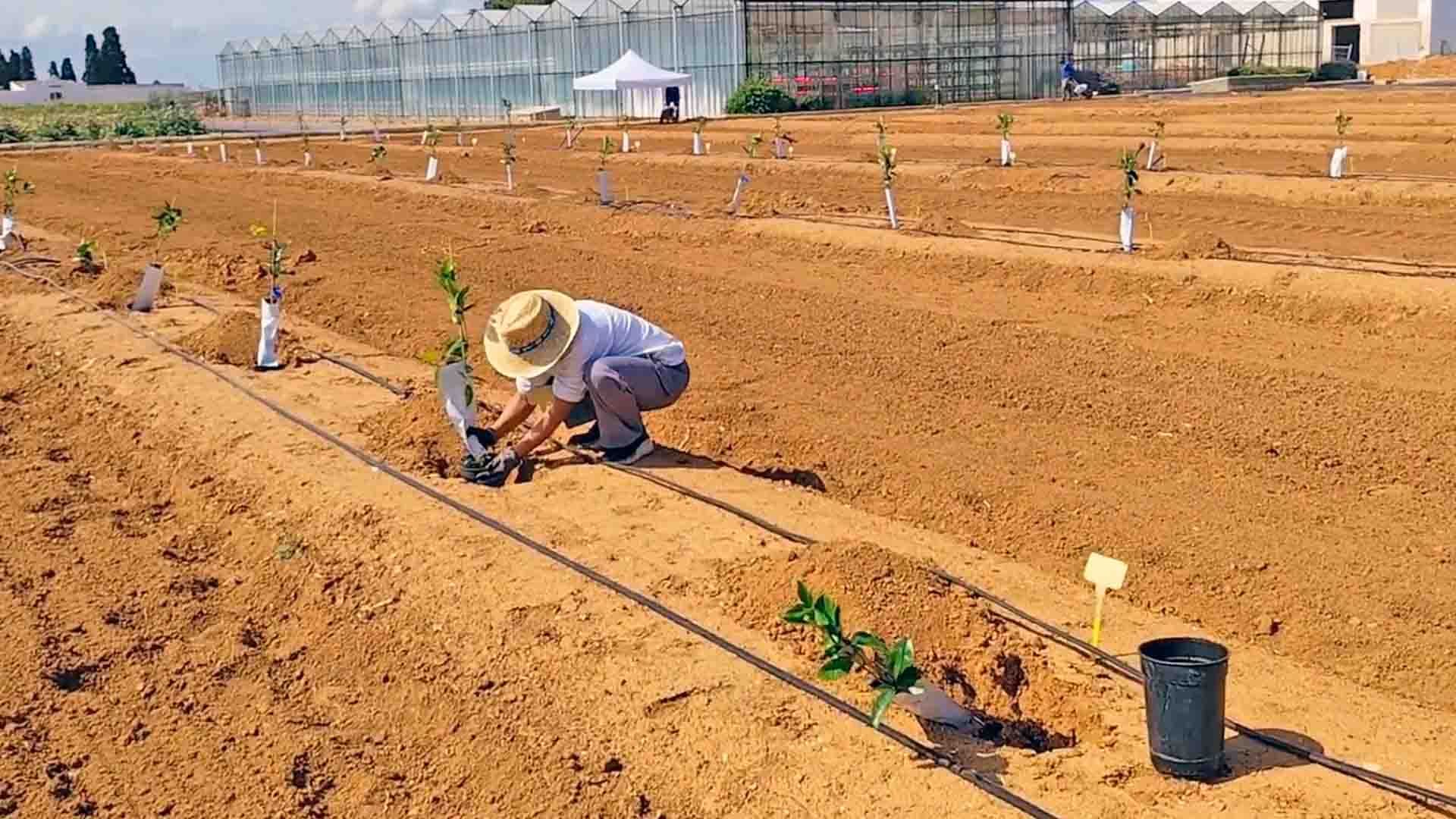Un agricultor planta arbolitos en campo seco con riego e invernaderos al fondo.