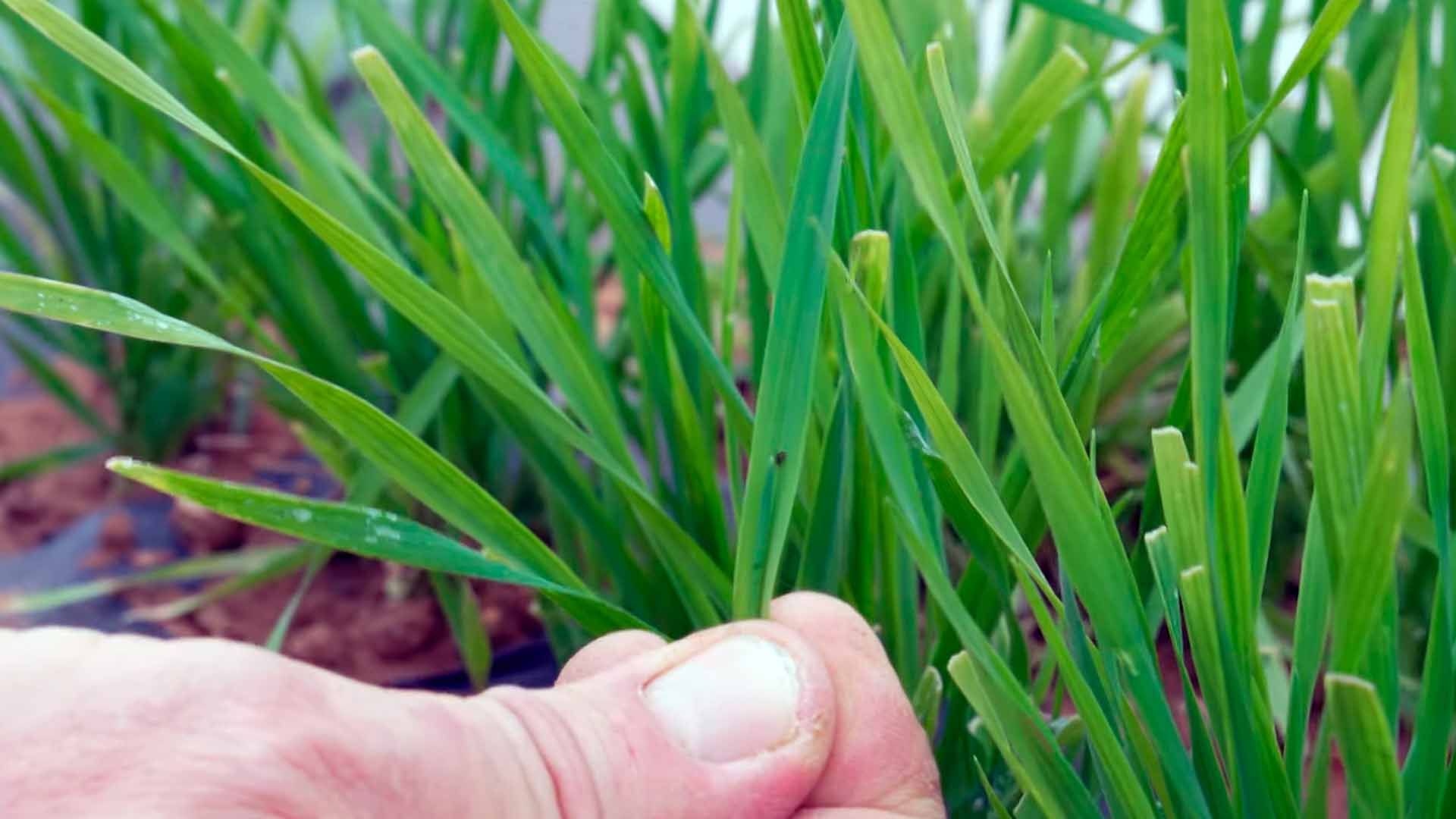Una mano toca las hojas de una planta de césped verde.