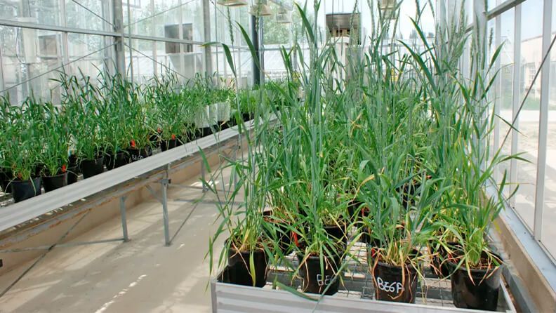 Plantas de cebada creciendo en la EEAD. Efeagro