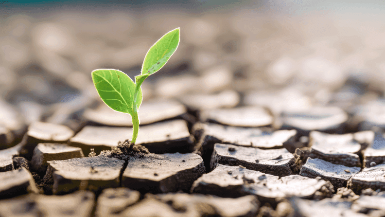 Planta naciendo en un terreno seco