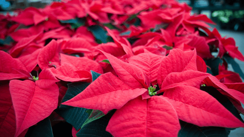 Poinsettia.