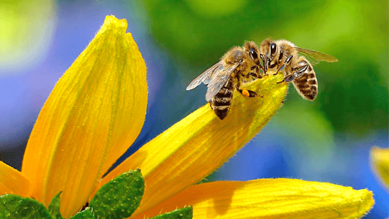 Unas abejas se posan en una planta. Efeagro Archivo