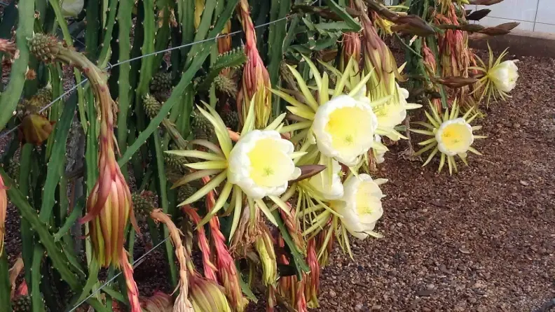 Las flores de pitaya que se abren por la noche deben polinizarse al día siguiente.