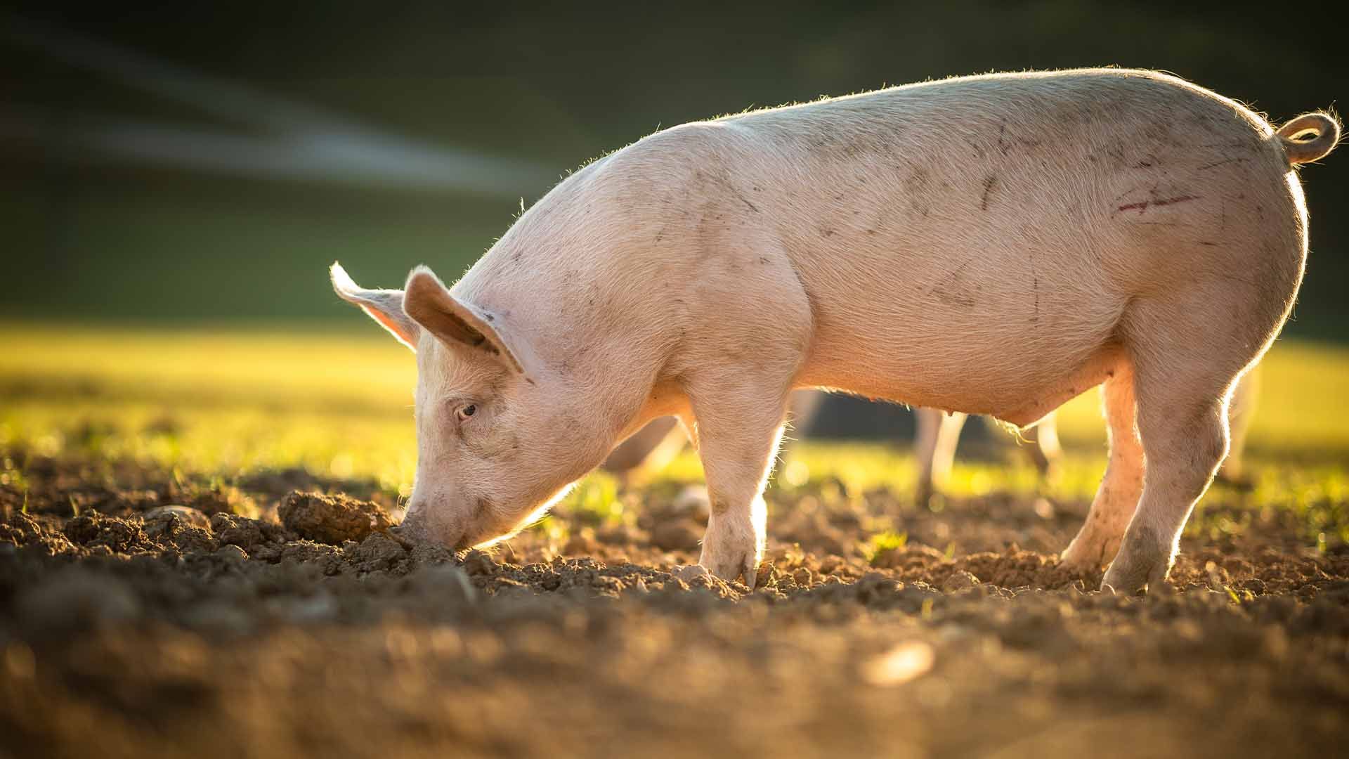 Porcino