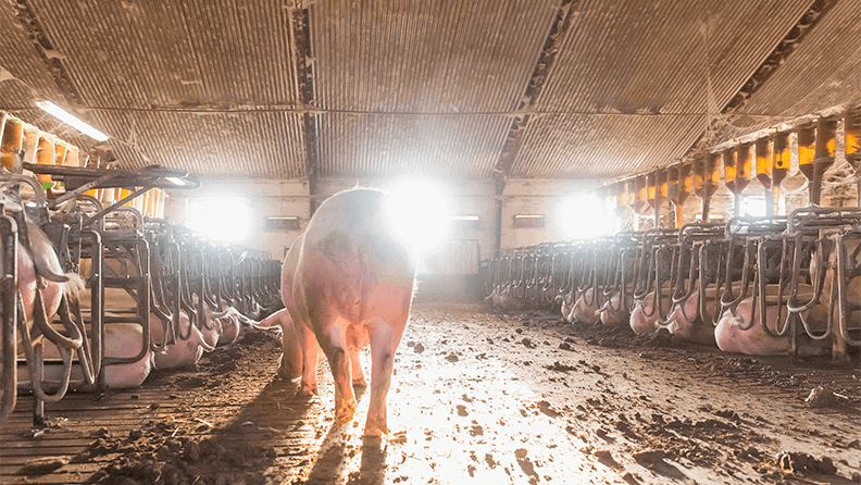 El sector porcino español se enfrenta a retos de varios retos, entre los que destacan los sanitarios.