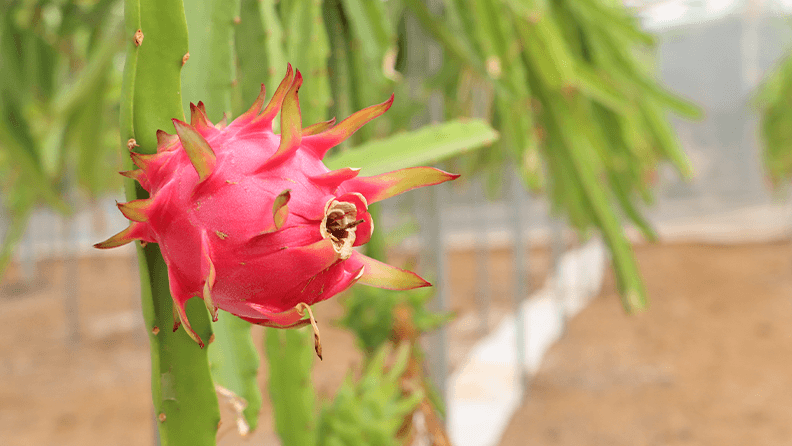 Cultivo de pitaya en la Estación Experimental Cajamar