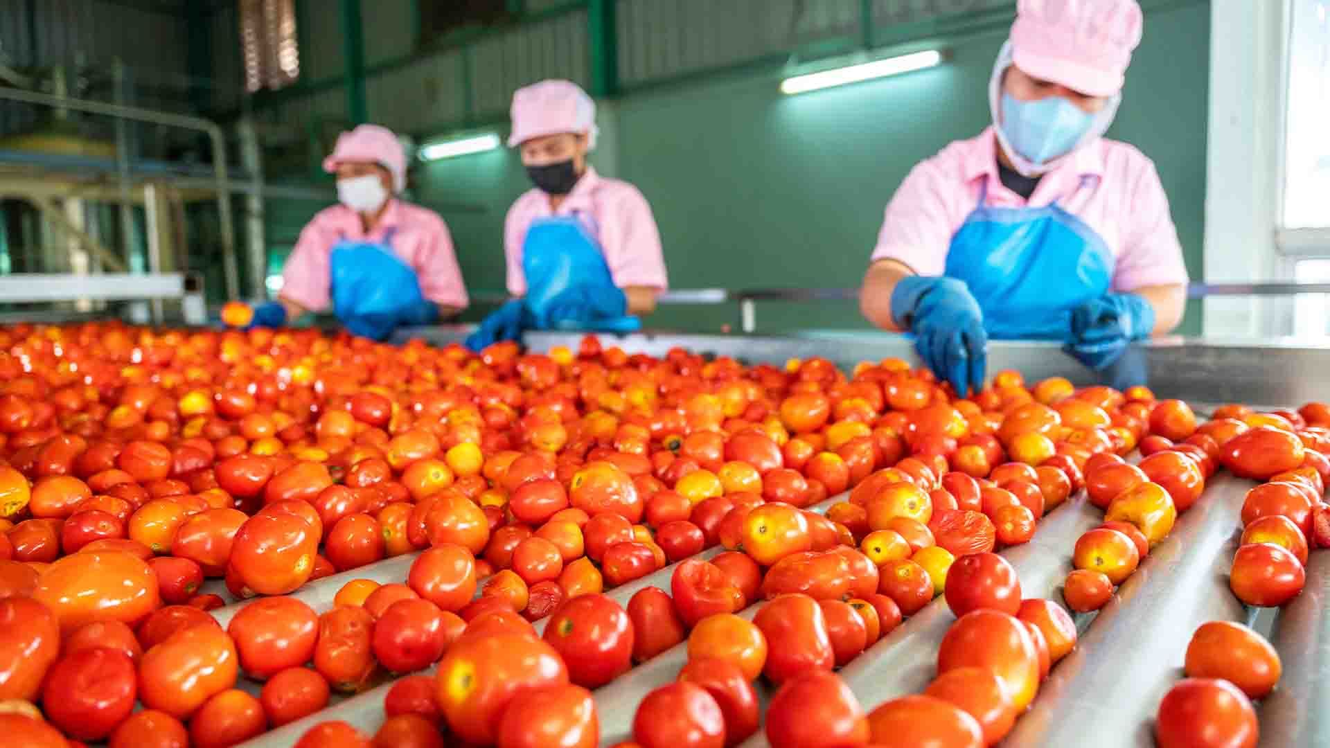 Trabajadores seleccionan tomates frescos en una instalación industrial.