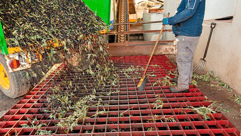 Un hombre arroja su producción de aceituna en una almazara para su procesado a aceite de oliva