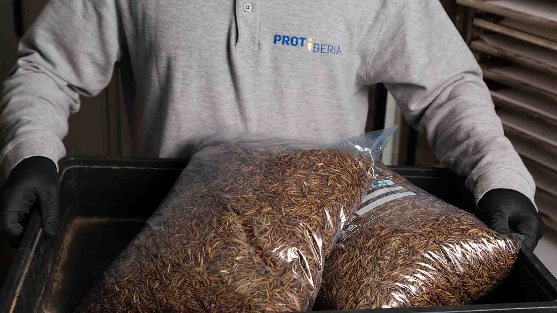 Trabajador de Protiberia manipula larvas de Tenebrio molitor listas para su procesado y transformación en proteína para alimentación animal.