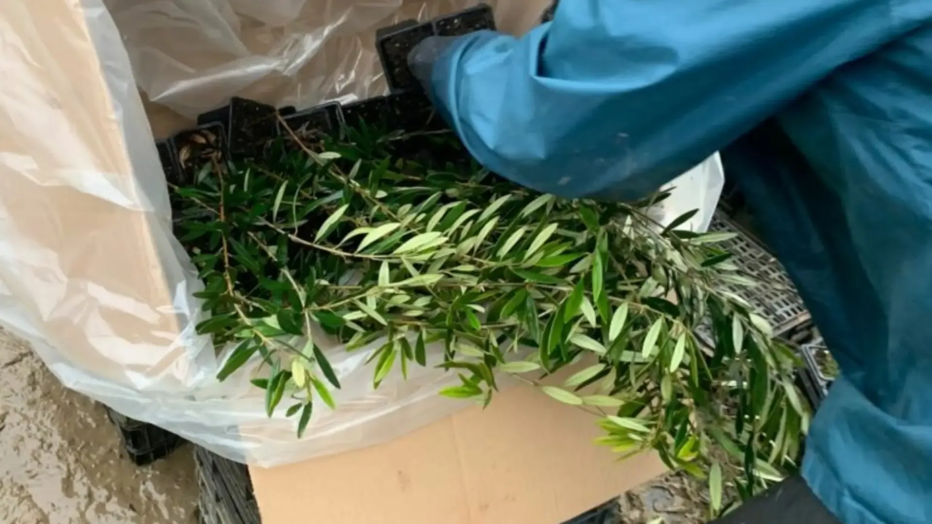 Proyecto Resioliva. Foto: Plantas Continental SA.