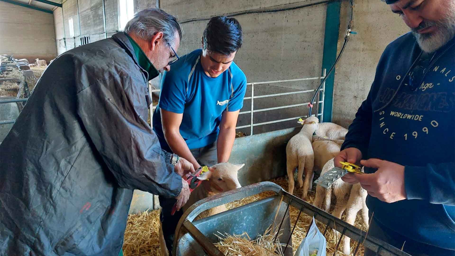 Investigadores toman muestras al ganado.