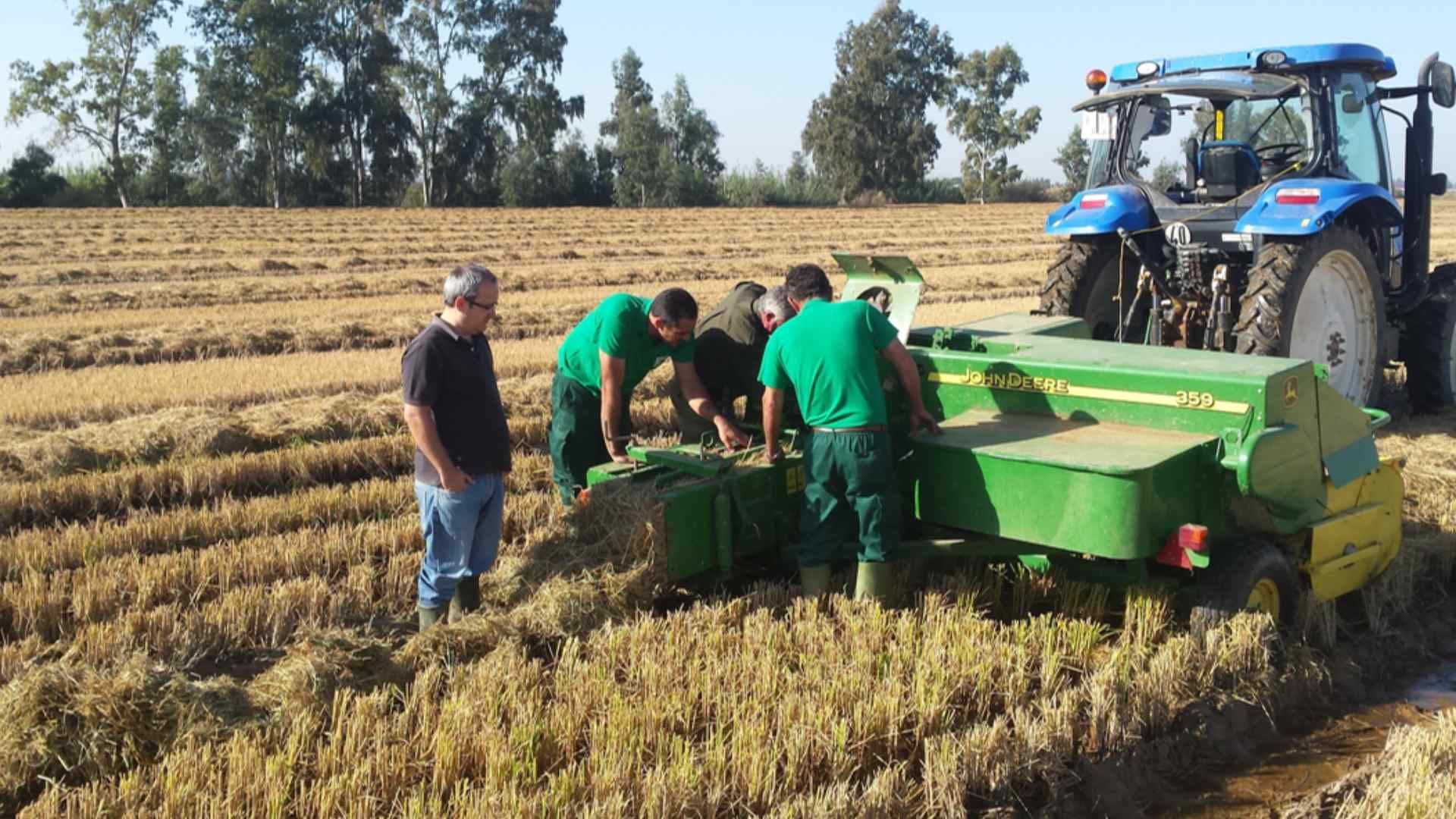 Tractor en cultivo de arroz haciendo una prueba de empacado.