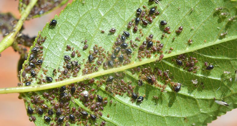 Pulgones (Aphididae) en hojas y tallos de plantas.