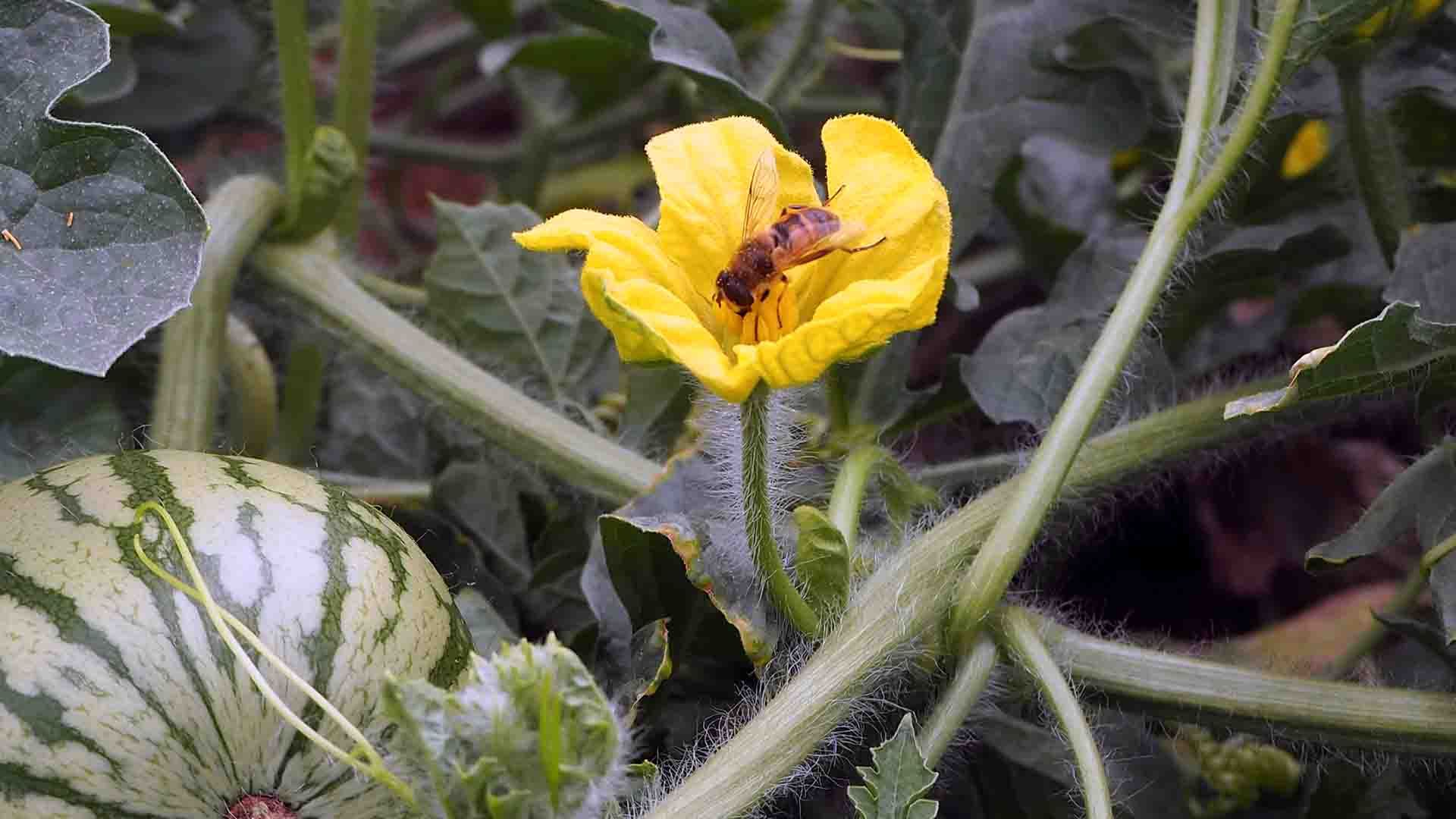Abeja en una flor de calabaza con calabacines en el fondo.