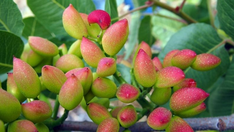 Racimo de pistachos verdes con brotes rosados aún en el árbol, rodeados de hojas
