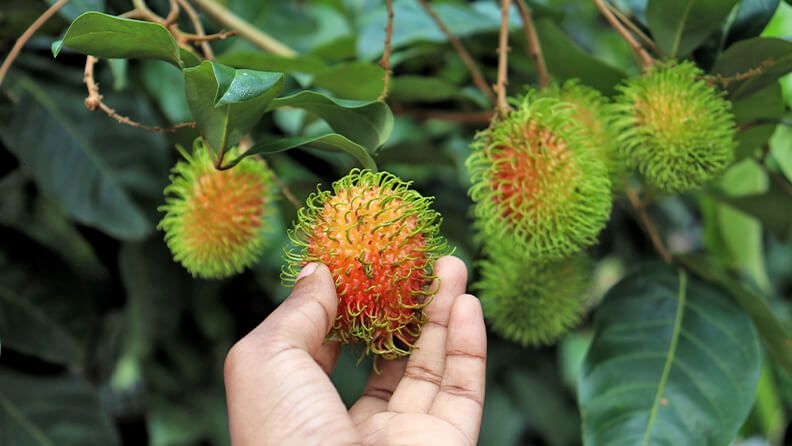 Planta de rambután.