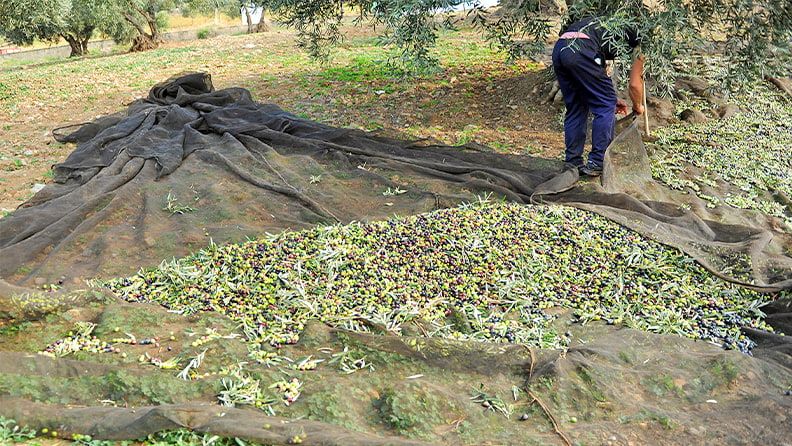 Cosecha tradicional de oliva en España