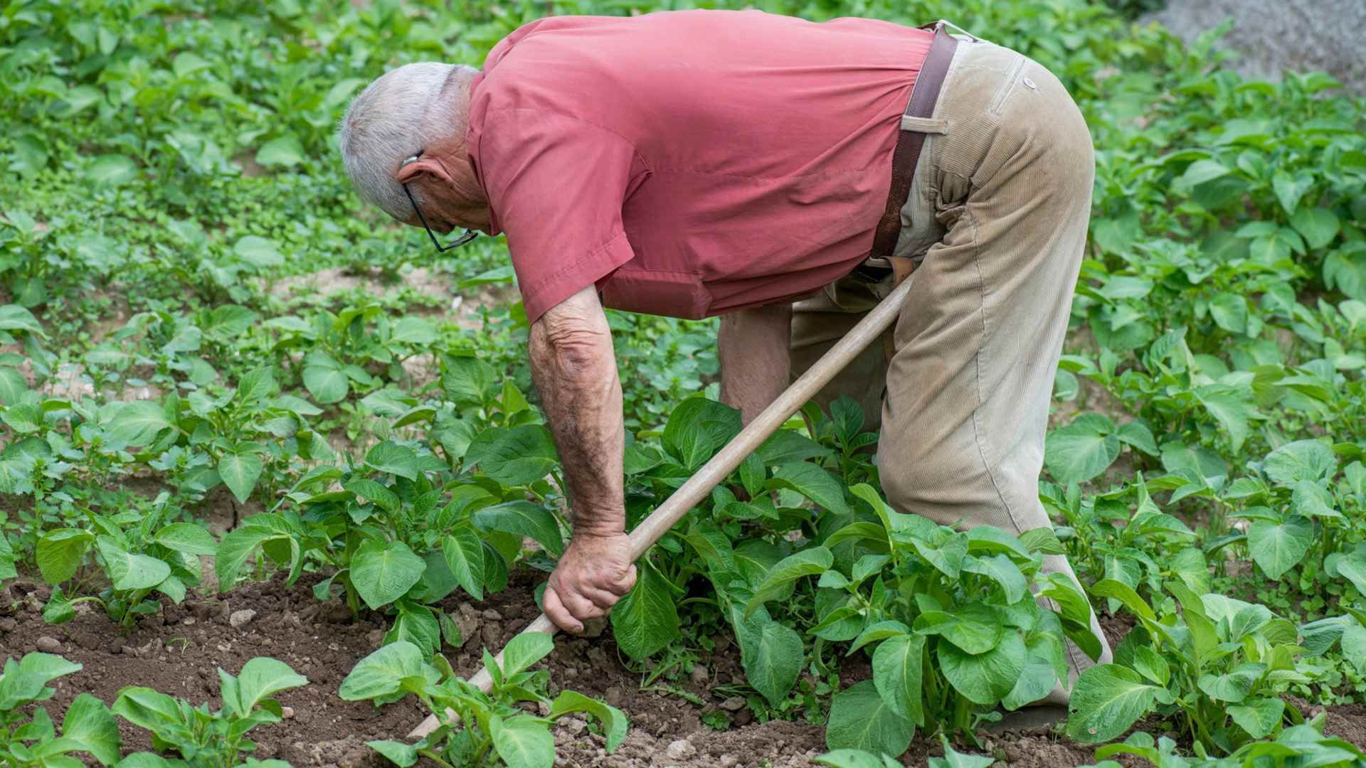 Hombre entrecavando y limpinado de malas hierbas y ortigas el campo de patatas