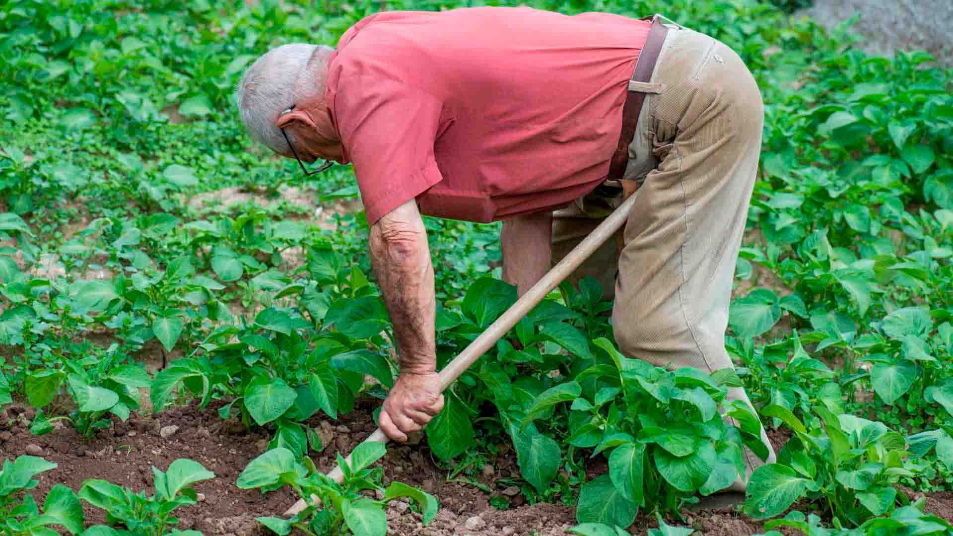 Hombre entrecavando y limpiando malas hierbas y ortigas el campo de patatas