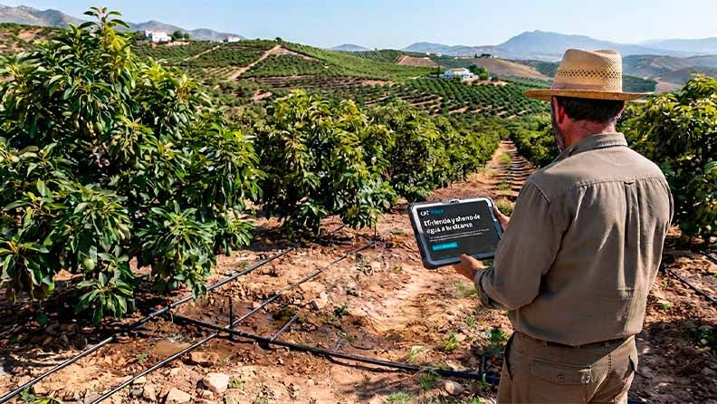 Un agricultor usa una tableta para optimizar el riego en su plantación de aguacates.