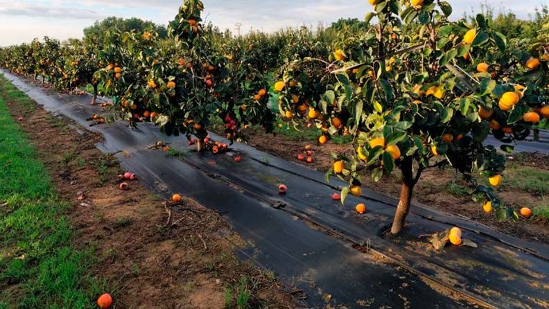 Vista general ensayo riego D. lotus                   