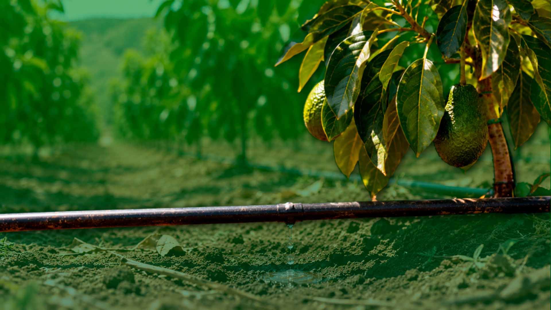 Riego por goteo en un árbol de aguacate con frutos, en un extenso huerto.