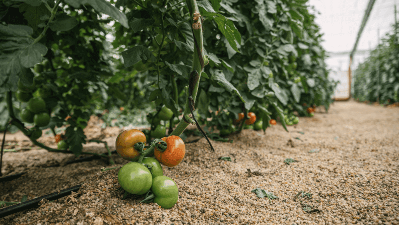 Tomate en invernadero.