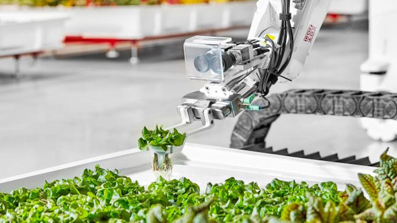 Un robot con un software de aprendizaje automático de IA que le permite identificar y retirar las plantas con signos de estar afectadas por plagas o enfermedades. Foto: EFE/Iron Ox.