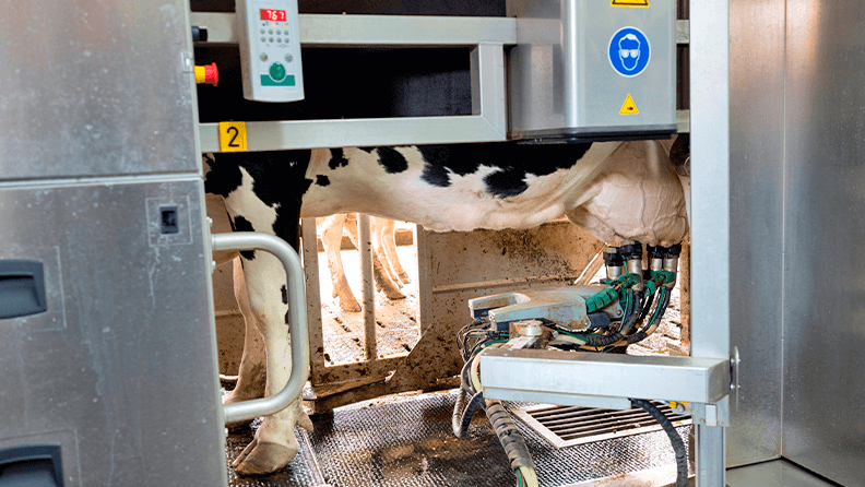Robot de ordeño en una granja lechera holandesa 