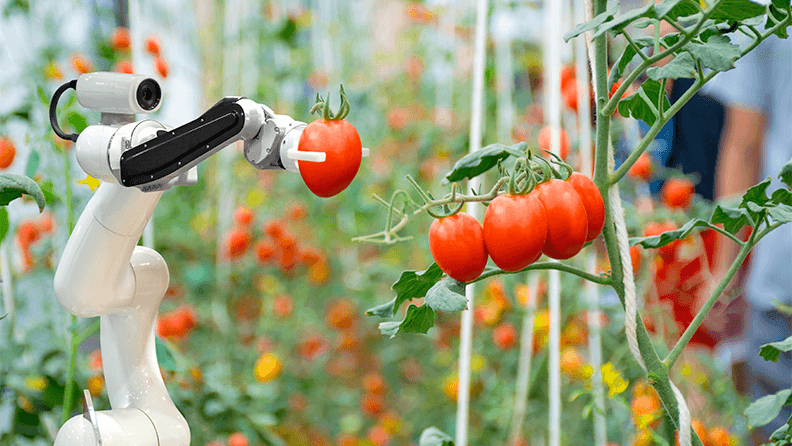 Robot de cosecha en invernadero