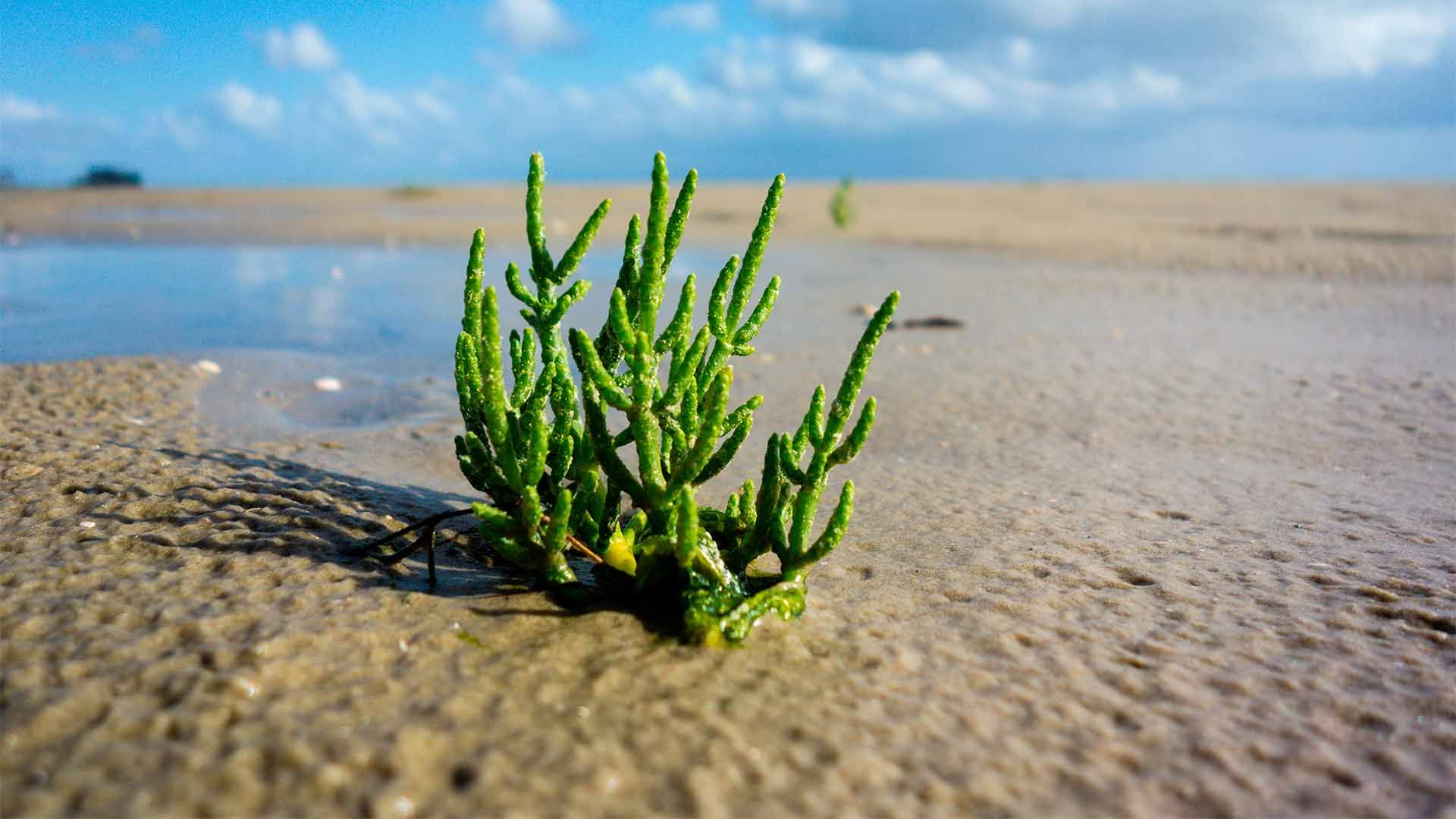 Planta verde en arena mojada con agua y cielo azul de fondo.