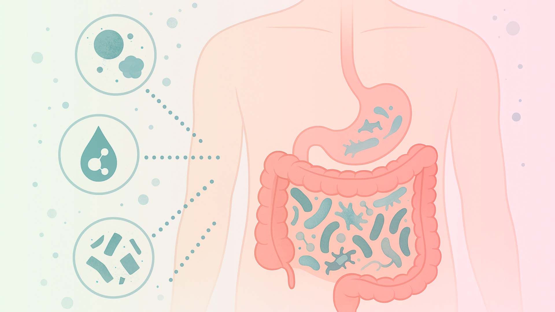 Microbios en el tracto digestivo humano, mostrando la flora intestinal.