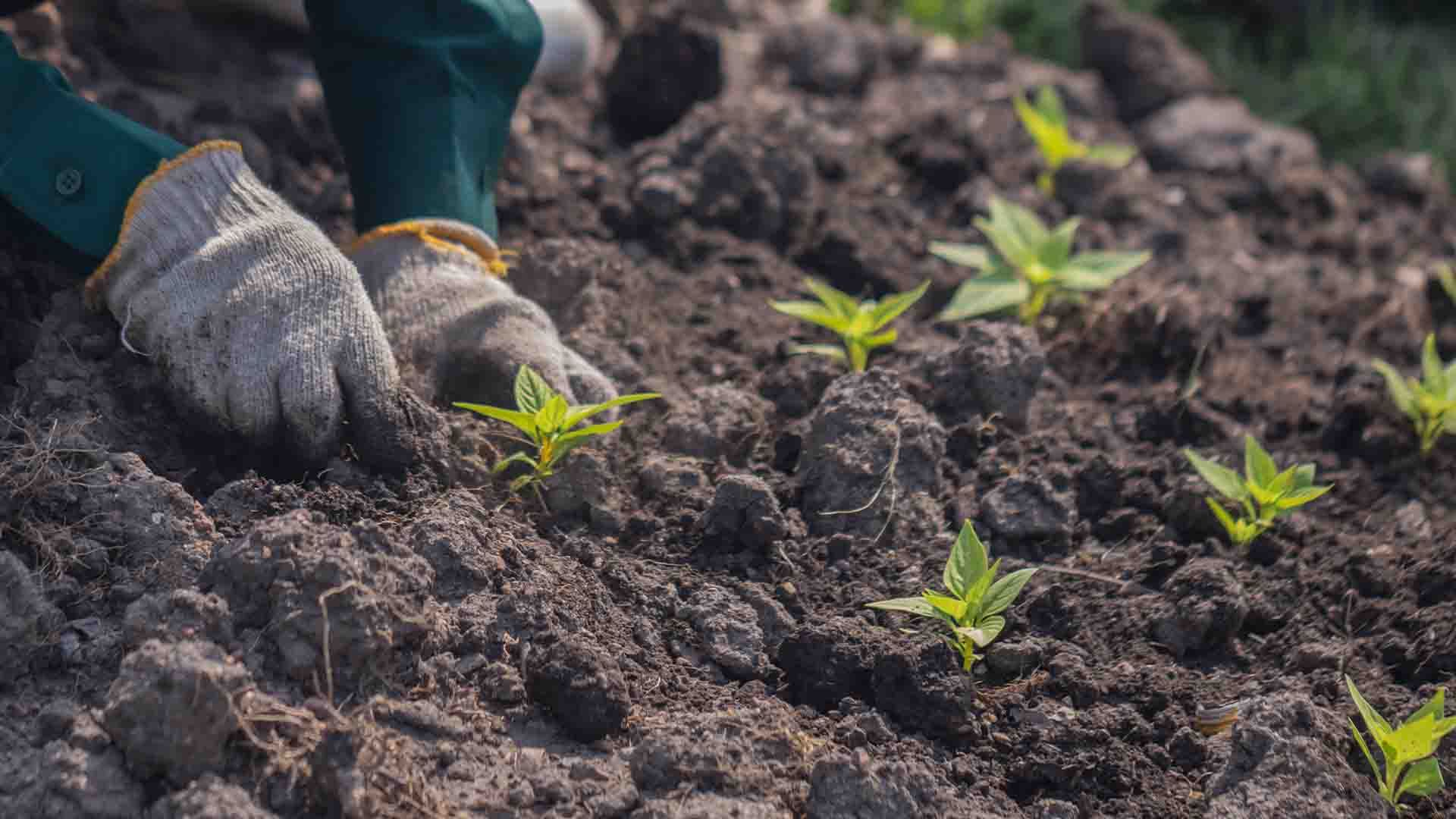 Primer plano de una plantación en suelo fértil.
