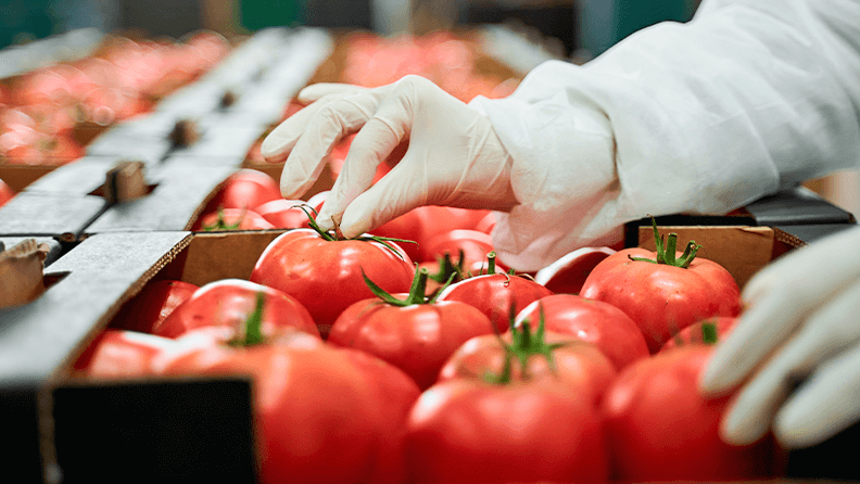 Colocando tomates en una caja en un almacén de manipulado