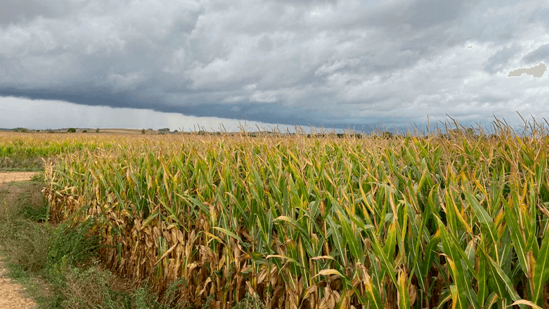 Aprobado el 46º Plan de Seguros Agrarios Combinados en Consejo de Ministros