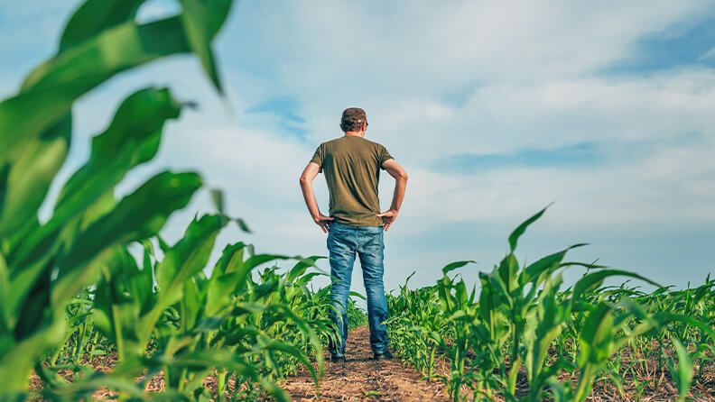 Un agricultor contempla su plantación.