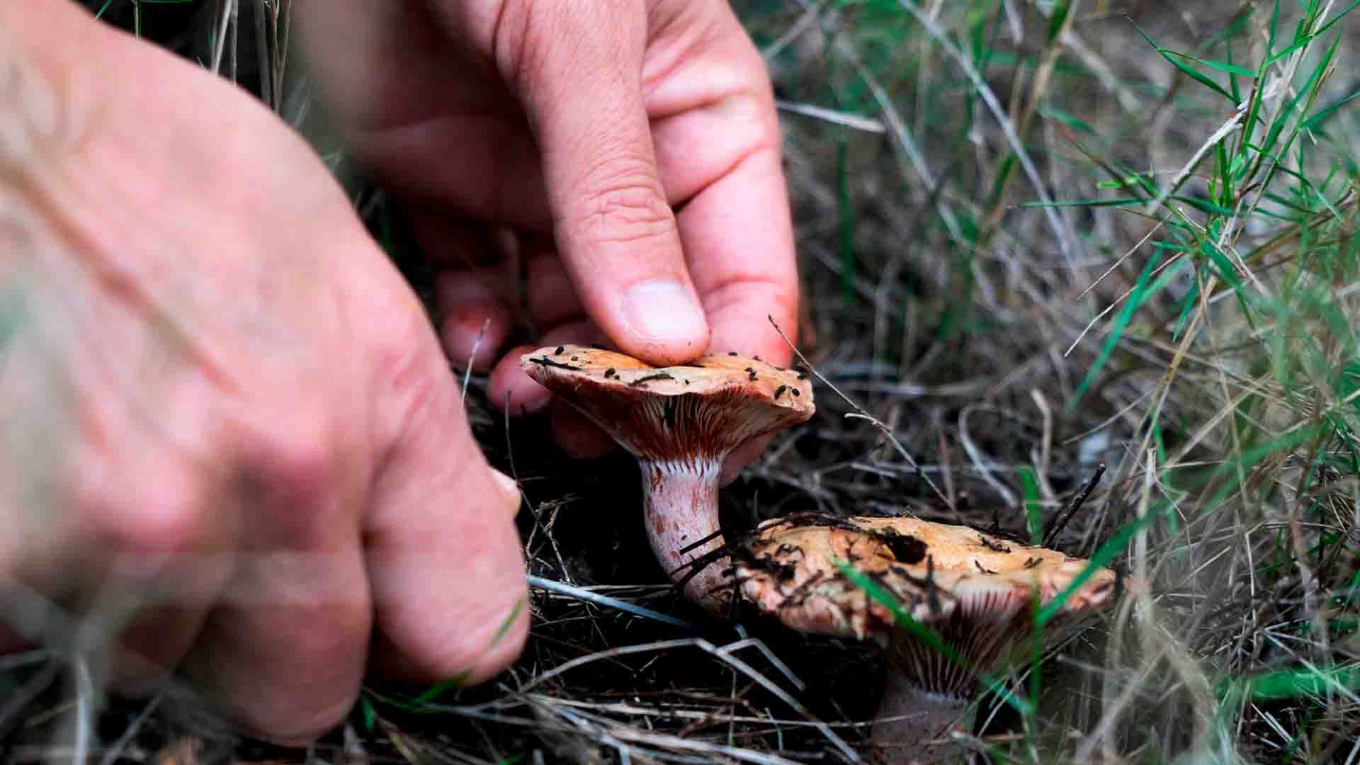 Cosecha de setas silvestres.