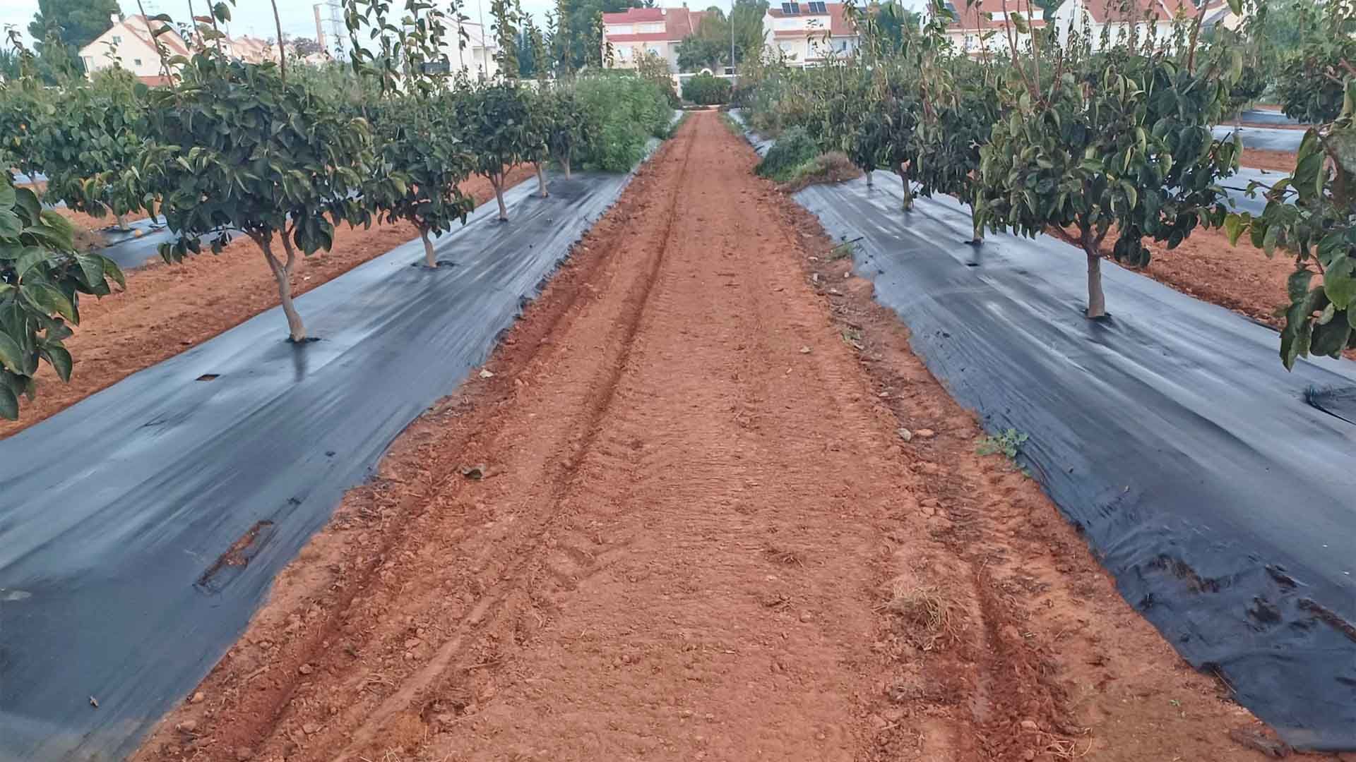 Preparación de suelo para siembra de cubierta vegetal en cultivo de caqui en el Centro de Experiencias Cajamar.