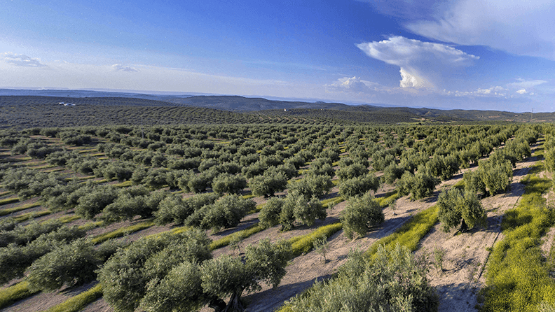 Campo de olivos