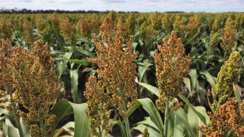 Plantación de sorgo. 